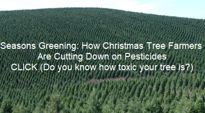 Seasons Greening: How Christmas Tree Farmers Are Cutting Down on Pesticides